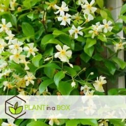 Trachelospermum Jasminoides Star Of Toscane - Pot 17cm - Hoogte 110-120cm -Goedkope Planten winkel 1000085750 0104