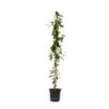 Trachelospermum Jasminoides Star Of Toscane - Pot 17cm - Hoogte 110-120cm