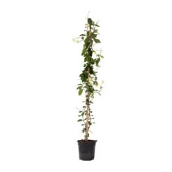Trachelospermum Jasminoides Star Of Toscane - Pot 17cm - Hoogte 110-120cm