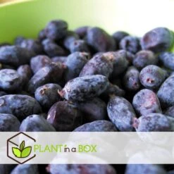 Lonicera Kamtchatica - Set Van 6 - Honingbes - Pot 9cm - Hoogte 25-40cm -Goedkope Planten winkel 1000085758 0103