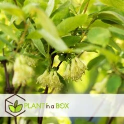 Lonicera Kamtchatica - Set Van 6 - Honingbes - Pot 9cm - Hoogte 25-40cm -Goedkope Planten winkel 1000085758 0104