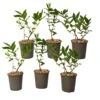 Lonicera Kamtchatica - Set Van 6 - Honingbes - Pot 9cm - Hoogte 25-40cm