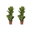 Ficus Lyrata - Set Van 2 - XL Ficus Vioolbladplant' - Pot 21cm - Hoogte 90-110cm 9 Ficus Lyrata - Set Van 2 - XL Ficus Vioolbladplant' - Pot 21cm - Hoogte 90-110cm -Goedkope Planten winkel 1000087585