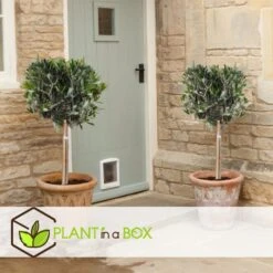 Olea Europaea - Olijfboom Op Stam - Set Van 2 - Pot 19cm - Hoogte 80-90cm 5 Olea Europaea - Olijfboom Op Stam - Set Van 2 - Pot 19cm - Hoogte 80-90cm -Goedkope Planten winkel 1000087966 0102