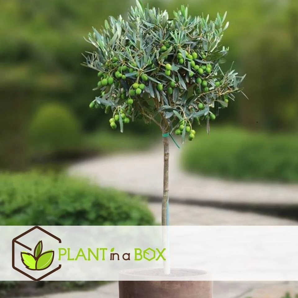 Olea Europaea - Olijfboom Op Stam - Set Van 2 - Pot 19cm - Hoogte 80-90cm 4 Olea Europaea - Olijfboom Op Stam - Set Van 2 - Pot 19cm - Hoogte 80-90cm - Afbeelding 4