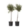 Olea Europaea - Olijfboom Op Stam - Set Van 2 - Pot 19cm - Hoogte 80-90cm -Goedkope Planten winkel 1000087966