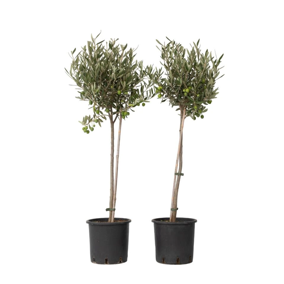 Olea Europaea - Olijfboom Op Stam - Set Van 2 - Pot 19cm - Hoogte 80-90cm 1 Olea Europaea - Olijfboom Op Stam - Set Van 2 - Pot 19cm - Hoogte 80-90cm