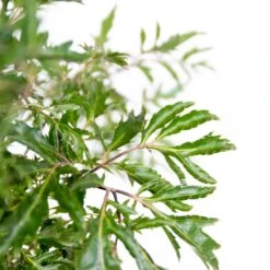 Polyscias Ming P12H30 -Goedkope Planten winkel 1000088690 0102