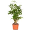 Polyscias Ming P12H30 8 Polyscias Ming P12H30 -Goedkope Planten winkel 1000088690