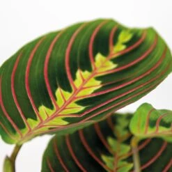 Maranta Tricolor – Gebedsplant – ⌀12cm –↕10-15 Cm -Goedkope Planten winkel 1000088701 0102