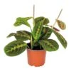 Maranta Tricolor – Gebedsplant – ⌀12cm –↕10-15 Cm -Goedkope Planten winkel 1000088701