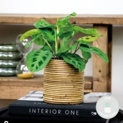 Maranta 'Kerchoveana'– Gebedsplant – ⌀12cm –↕10-15cm -Goedkope Planten winkel 1000088702 0101
