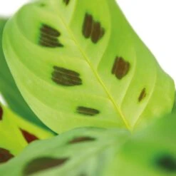 Maranta 'Kerchoveana'– Gebedsplant – ⌀12cm –↕10-15cm -Goedkope Planten winkel 1000088702 0102