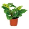 Maranta 'Kerchoveana'– Gebedsplant – ⌀12cm –↕10-15cm -Goedkope Planten winkel 1000088702