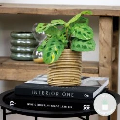 Goedkope Planten winkel -Goedkope Planten winkel 1000088704 0101