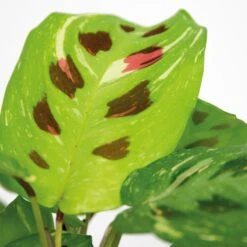 Maranta Variegata – Gebedsplant – ⌀12cm –↕10-15 Cm 6 Maranta Variegata – Gebedsplant – ⌀12cm –↕10-15 Cm -Goedkope Planten winkel 1000088704 0102