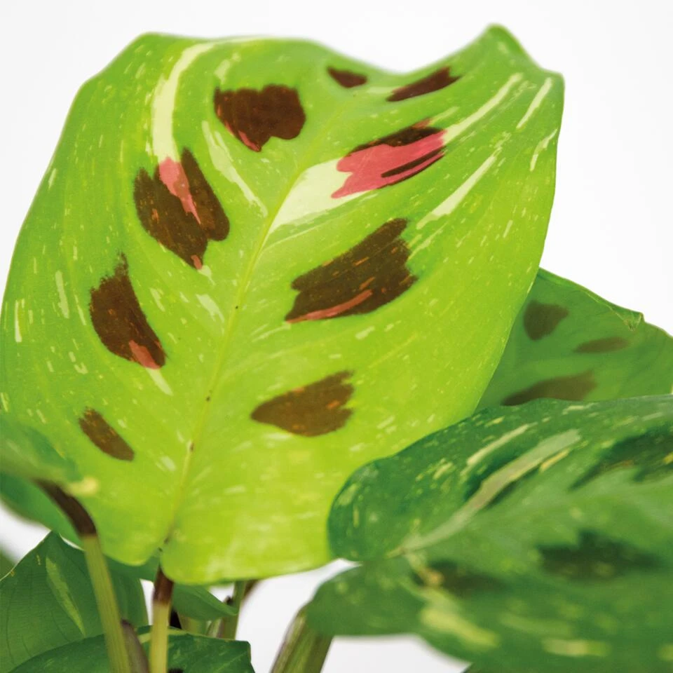 Maranta Variegata – Gebedsplant – ⌀12cm –↕10-15 Cm 3 Maranta Variegata – Gebedsplant – ⌀12cm –↕10-15 Cm - Afbeelding 3