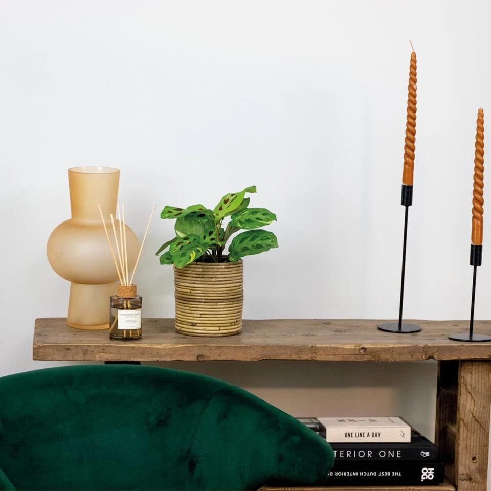 Maranta Variegata – Gebedsplant – ⌀12cm –↕10-15 Cm 4 Maranta Variegata – Gebedsplant – ⌀12cm –↕10-15 Cm - Afbeelding 4