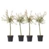 Salix Flamingo - Set Van 4 - Tuinplant - Bonte Wilg - Pot 17cm - Hoogte 60-80cm 9 Salix Flamingo - Set Van 4 - Tuinplant - Bonte Wilg - Pot 17cm - Hoogte 60-80cm -Goedkope Planten winkel 1000093389