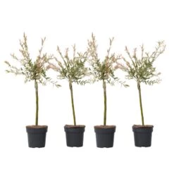 Salix Flamingo - Set Van 4 - Tuinplant - Bonte Wilg - Pot 17cm - Hoogte 60-80cm