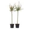 Salix Flamingo - Set Van 2 - Tuinplant - Wilg - Pot 21cm - Hoogte 110-120cm