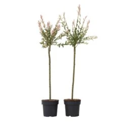 Salix Flamingo - Set Van 2 - Tuinplant - Wilg - Pot 21cm - Hoogte 110-120cm