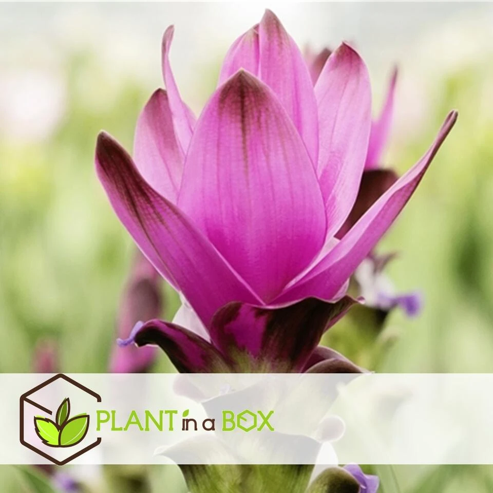 Curcuma 'Al Siam Supreme'- Set Van 2 - Pot 13cm - Hoogte 50-60cm 2 Curcuma 'Al Siam Supreme'- Set Van 2 - Pot 13cm - Hoogte 50-60cm - Afbeelding 2