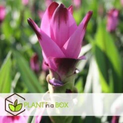 Curcuma 'Al Siam Supreme'- Set Van 2 - Pot 13cm - Hoogte 50-60cm 6 Curcuma 'Al Siam Supreme'- Set Van 2 - Pot 13cm - Hoogte 50-60cm -Goedkope Planten winkel 1000094300 0103