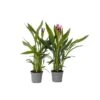 Curcuma 'Al Siam Supreme'- Set Van 2 - Pot 13cm - Hoogte 50-60cm 8 Curcuma 'Al Siam Supreme'- Set Van 2 - Pot 13cm - Hoogte 50-60cm -Goedkope Planten winkel 1000094300