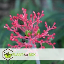 Jatropha Multifida - Exotische Bloeiende Kamerplant - Pot 17cm - Hoogte 40-50cm -Goedkope Planten winkel 1000094304 0103
