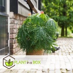 Jatropha Multifida - Exotische Bloeiende Kamerplant - Pot 17cm - Hoogte 40-50cm -Goedkope Planten winkel 1000094304 0104