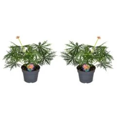 Jatropha Multifida - Exotische Bloeiende Kamerplant - Pot 17cm - Hoogte 40-50cm