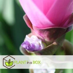 Curcuma 'Al Siam Supreme' - Set Van 4 - Pot 13cm - Hoogte 50-60cm -Goedkope Planten winkel 1000094307 0104