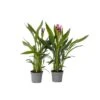 Curcuma 'Al Siam Supreme' - Set Van 4 - Pot 13cm - Hoogte 50-60cm -Goedkope Planten winkel 1000094307