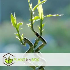 Dracaena Sanderiana - Set Van 12 - Geluksbamboe - Hoogte 40-50cm -Goedkope Planten winkel 1000094311 0103