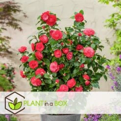 Camellia Japonica "Brushfield's Yellow" - Roos - Pot 15cm - Hoogte 50-60cm -Goedkope Planten winkel 1000095076 0102