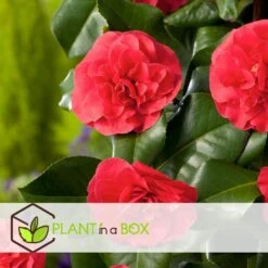 Camellia Japonica "Brushfield's Yellow" - Roos - Pot 15cm - Hoogte 50-60cm -Goedkope Planten winkel 1000095076 0103