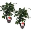 Camellia Japonica "Brushfield's Yellow" - Roos - Pot 15cm - Hoogte 50-60cm -Goedkope Planten winkel 1000095076