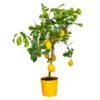 Citrus Lemon - Citroenboom - Pot 21 - Hoogte 70-80 CM