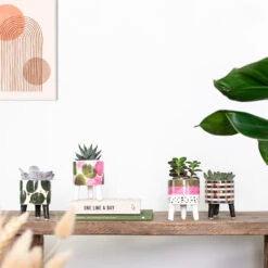 4x Succulenten Mix Pot – Succulenten – ⌀6 Cm - ↕10-15 Cm -Goedkope Planten winkel 1000095894 0103