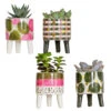4x Succulenten Mix Pot – Succulenten – ⌀6 Cm - ↕10-15 Cm -Goedkope Planten winkel 1000095894