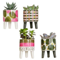 4x Succulenten Mix Pot – Succulenten – ⌀6 Cm - ↕10-15 Cm