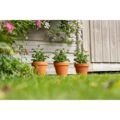 3x Pelargonium Isko Cola - Cola Geranium - Geurend ⌀14 Cm - ↕20-25 Cm -Goedkope Planten winkel 1000098992 0102