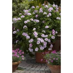 3x Pelargonium Isko Cola - Cola Geranium - Geurend ⌀14 Cm - ↕20-25 Cm -Goedkope Planten winkel 1000098992 0103