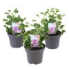 3x Pelargonium Isko Cola - Cola Geranium - Geurend ⌀14 Cm - ↕20-25 Cm -Goedkope Planten winkel 1000098992