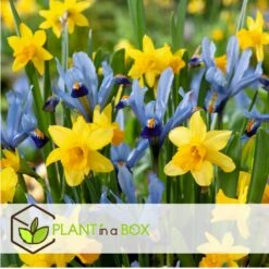 Narcissus Tête-à-Tête X50 - Narcisbollen - Meerjarige Winterharde Bloembollen -Goedkope Planten winkel 1000099101 0103