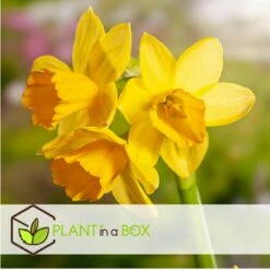 Narcissus Tête-à-Tête X50 - Narcisbollen - Meerjarige Winterharde Bloembollen -Goedkope Planten winkel 1000099101 0104