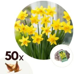 Narcissus TΓͺte-Γ -TΓͺte X50 - Narcisbollen - Meerjarige Winterharde Bloembollen