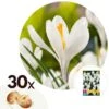 Crocus White - Bloembollen X30 - Krokus - Wit - Vroege Bloeier -Goedkope Planten winkel 1000099102