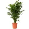 Mexicaanse Dwergpalm - Compact Groeiende Groene Palm - Pot 20cm - Hoogte 80-90cm -Goedkope Planten winkel 1000099653